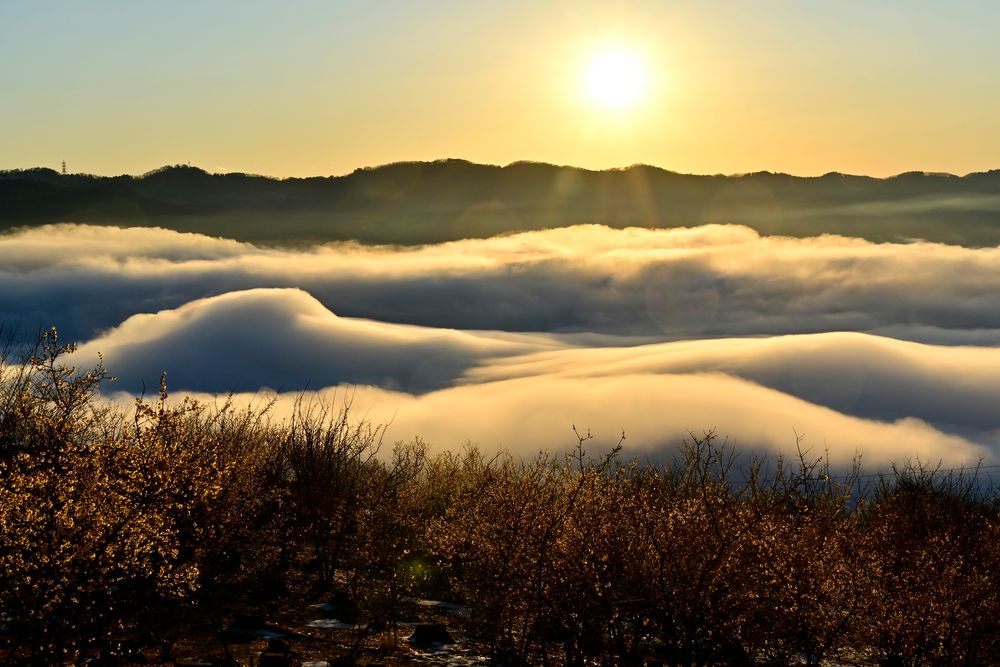 宝登山臘梅園の画像 - 3枚目