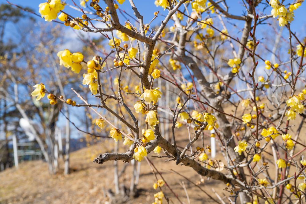 宝登山臘梅園の画像 - 5枚目
