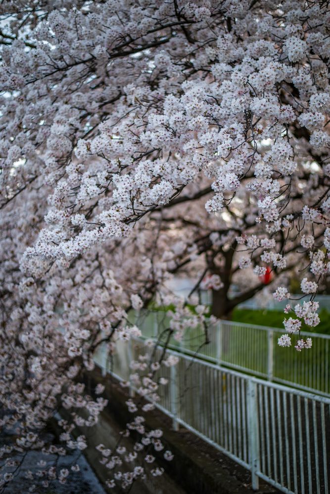 さくら通りの画像 - 2枚目