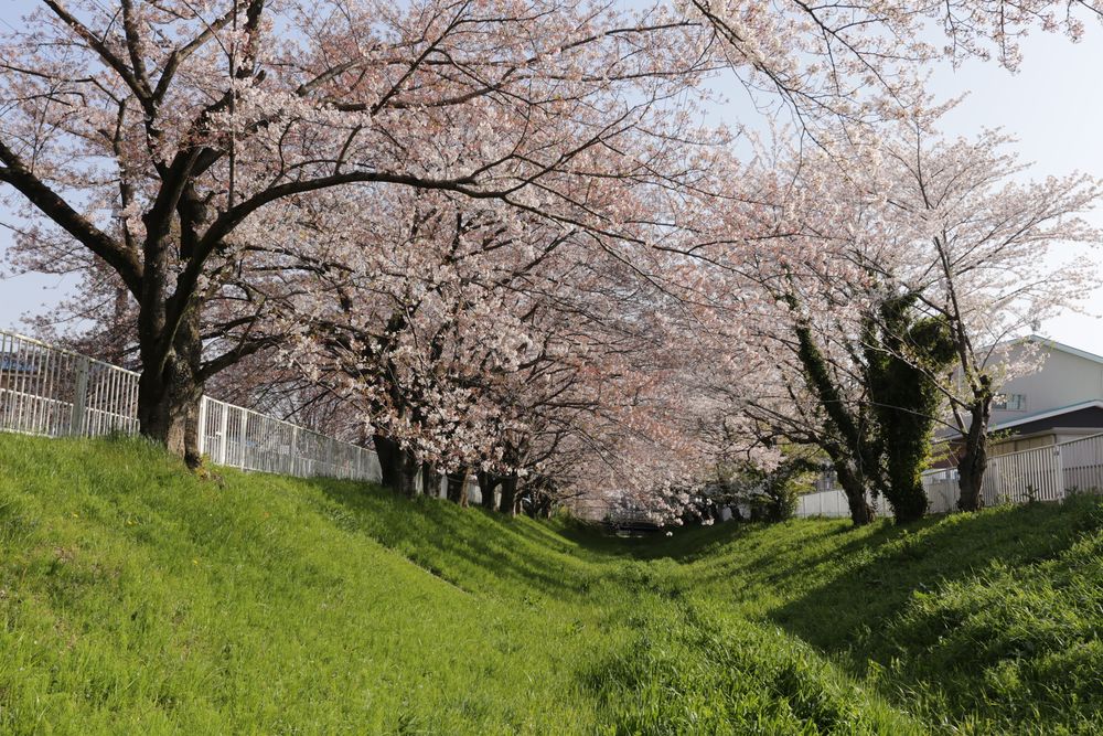 さくら通りの画像 - 4枚目