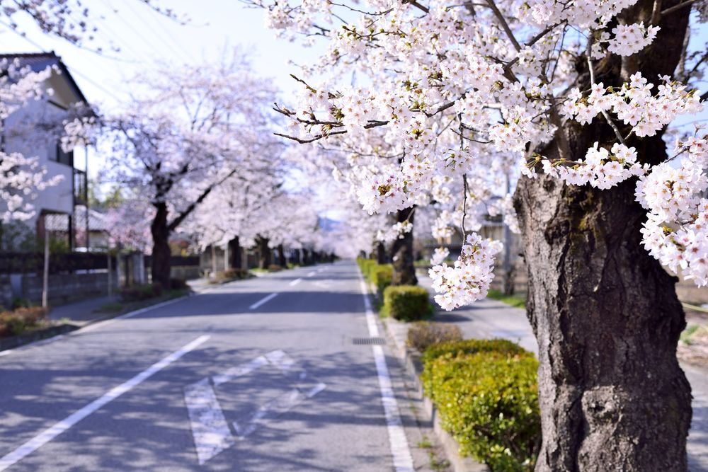 長瀞 北桜通りの画像 - 2枚目