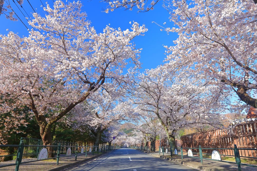 長瀞 北桜通りの画像 - 3枚目