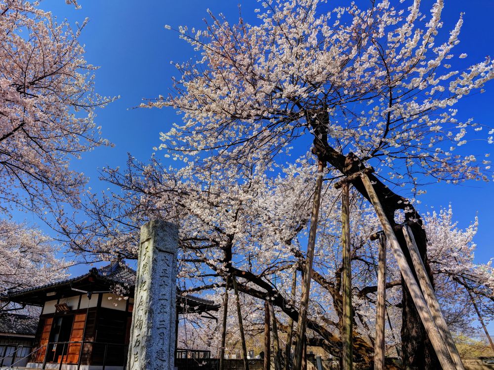 東光寺の画像 - 3枚目