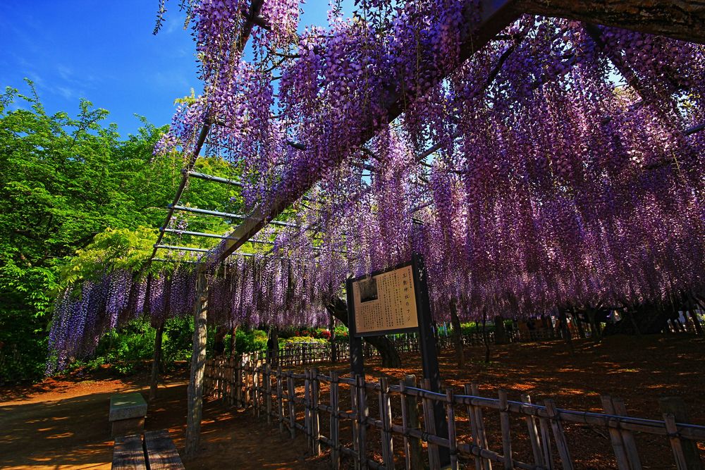 玉敷神社の画像 - 2枚目
