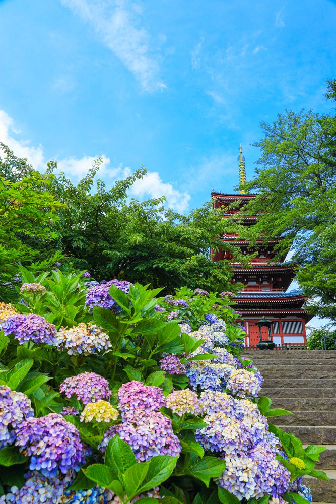 本土寺の画像 - 3枚目