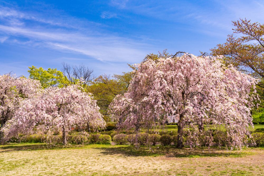 羊山公園の画像 - 2枚目