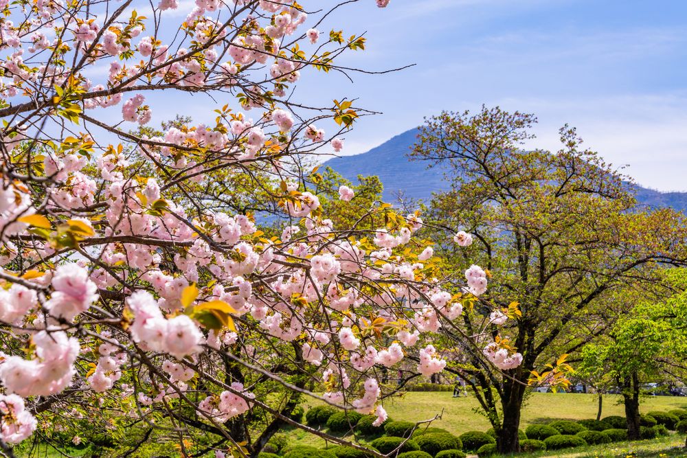 羊山公園の画像 - 3枚目