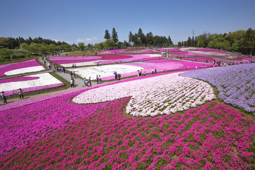 羊山公園
