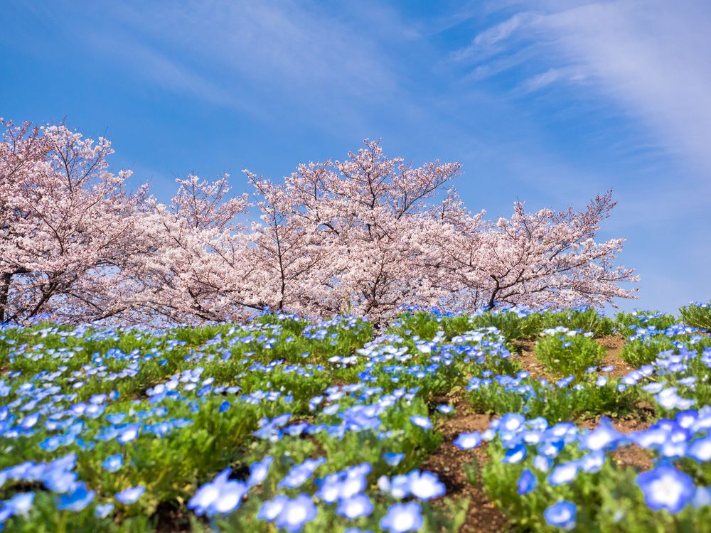 大宮花の丘農林公苑の画像 - 2枚目
