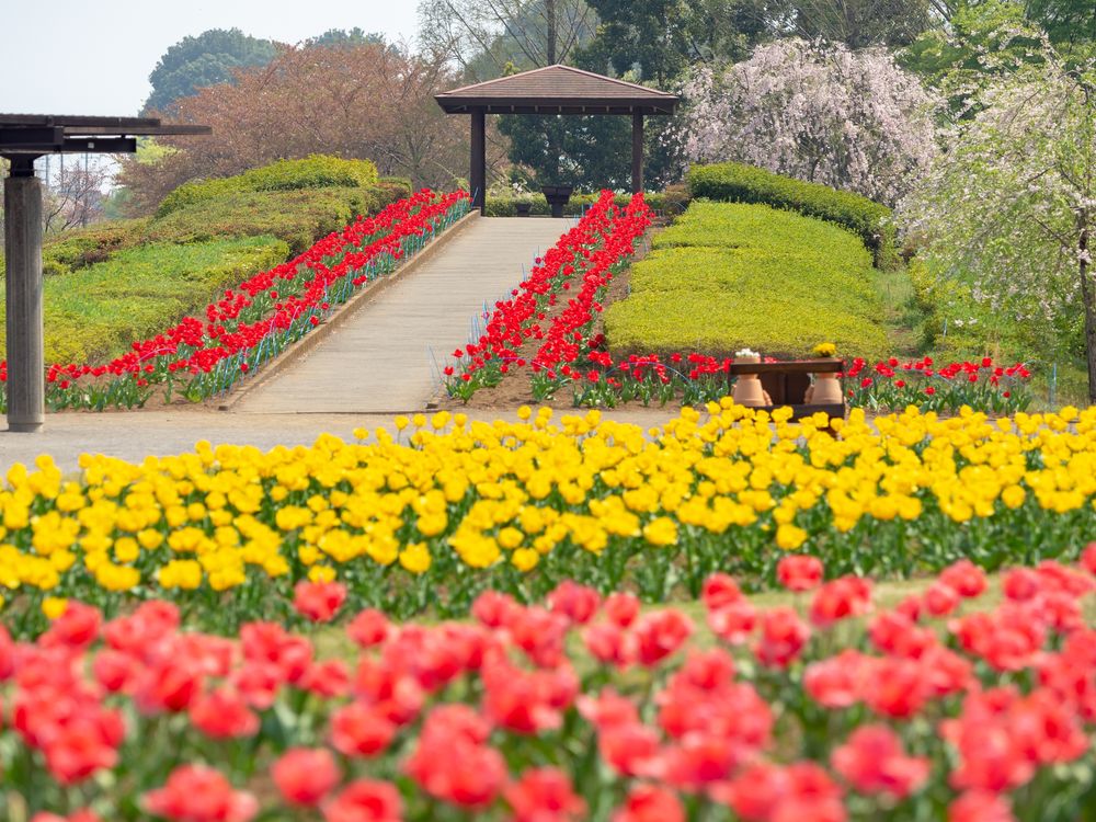 大宮花の丘農林公苑の画像 - 3枚目