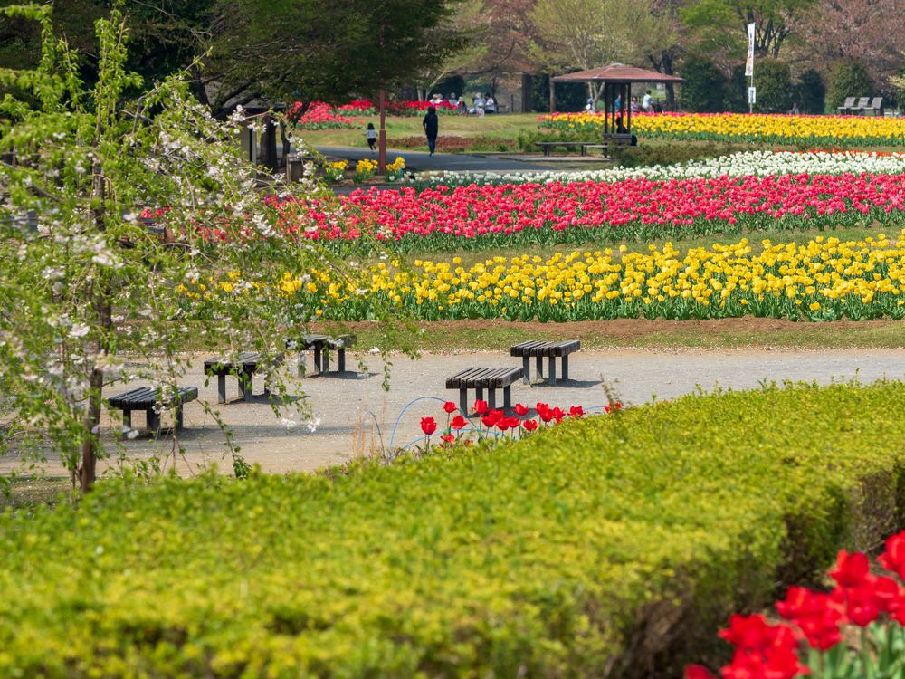 大宮花の丘農林公苑の画像 - 4枚目