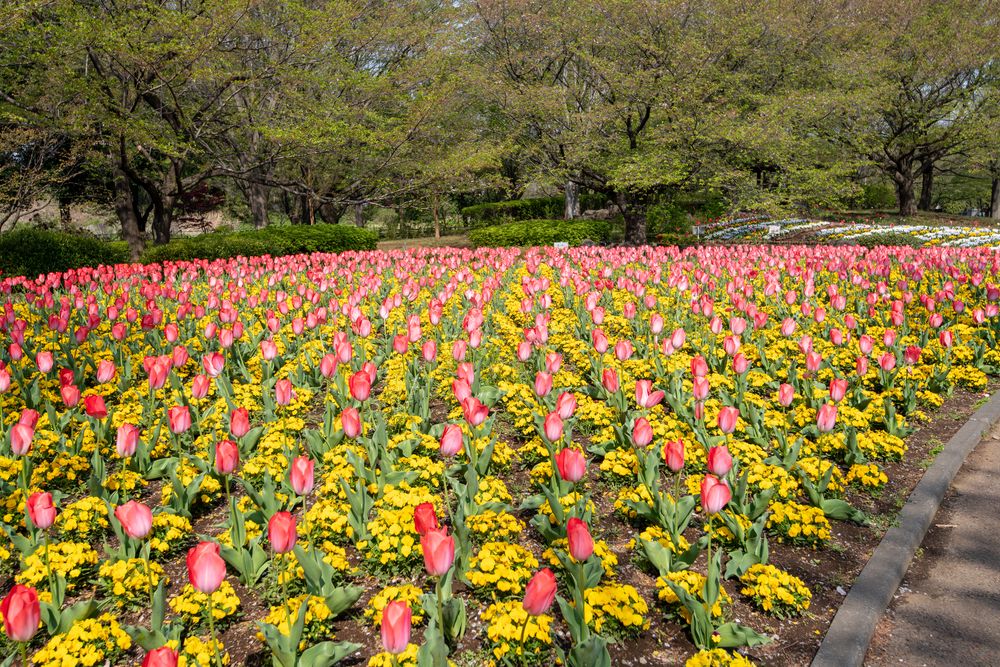 大宮花の丘農林公苑の画像 - 5枚目