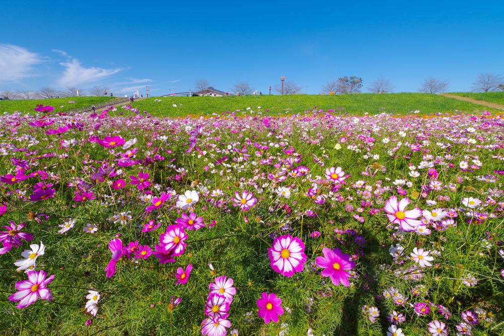 吹上コスモス畑の画像 - 3枚目