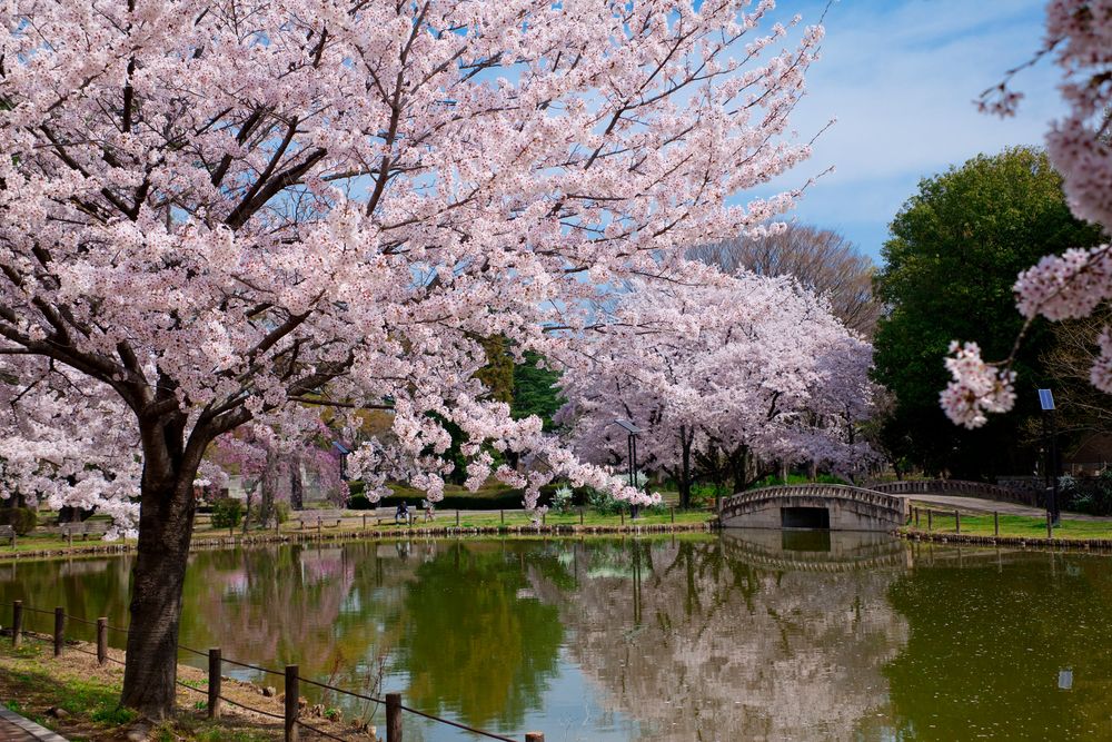 水城公園の画像 - 2枚目