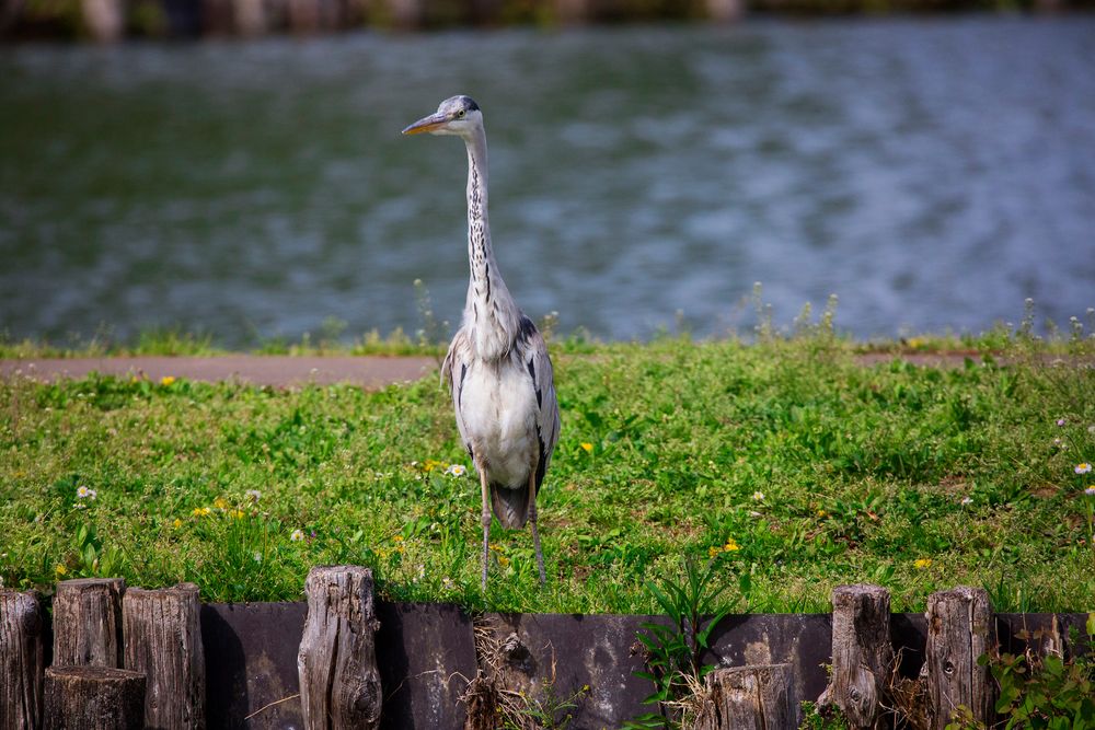水城公園の画像 - 3枚目
