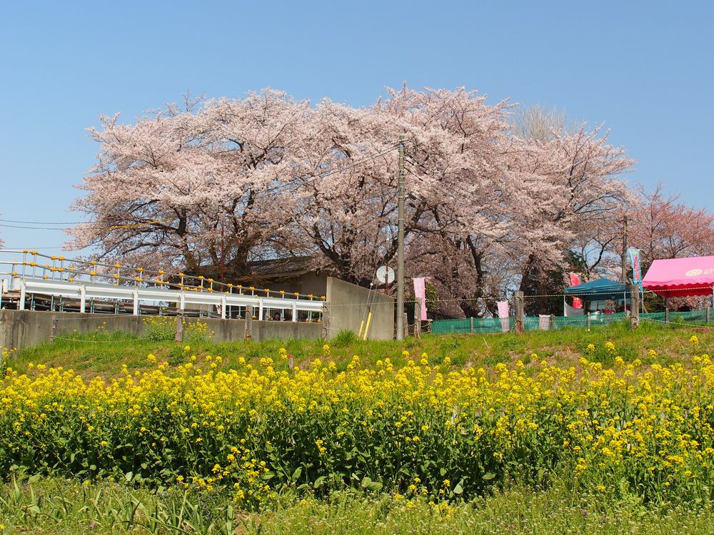 石戸蒲ザクラの画像 - 2枚目