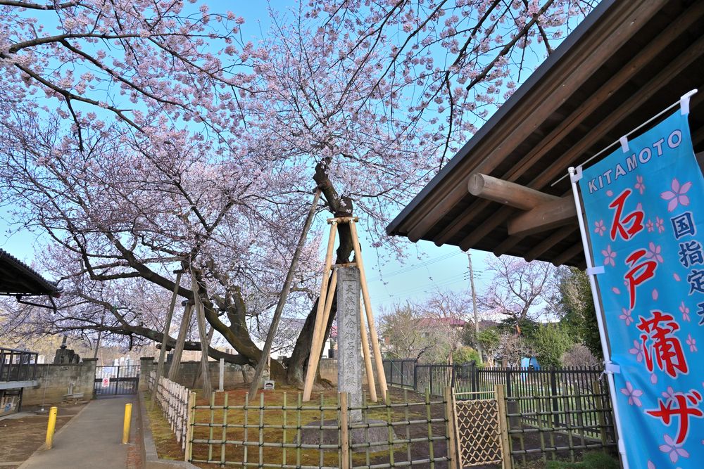 石戸蒲ザクラの画像 - 4枚目
