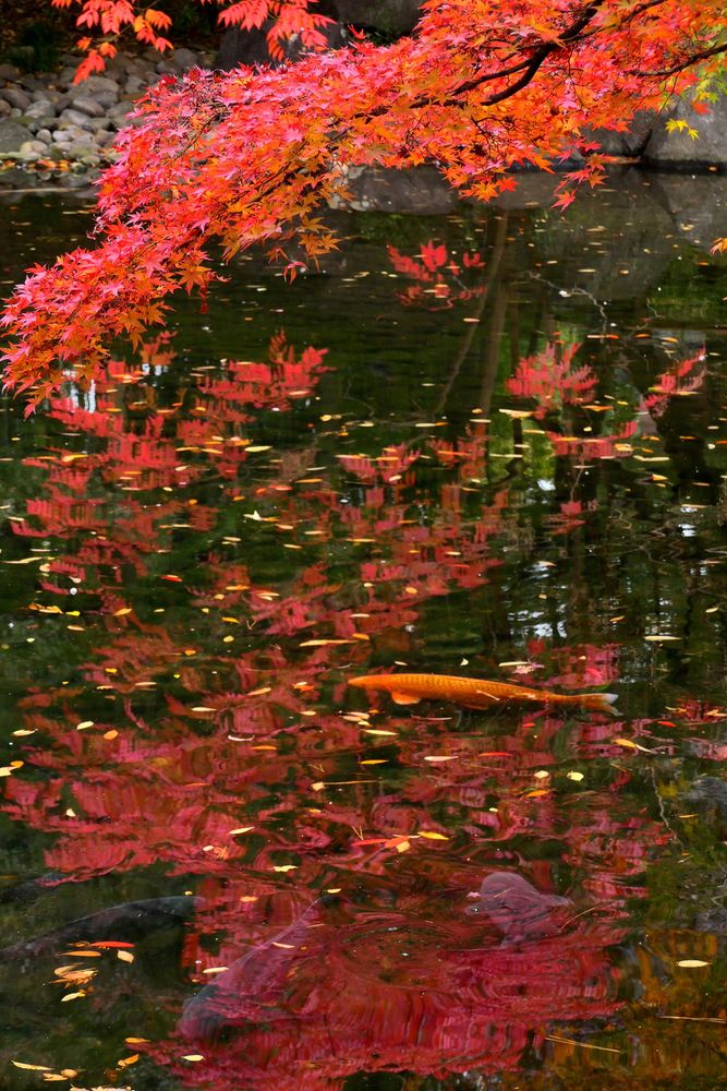 大田黒公園の画像 - 2枚目