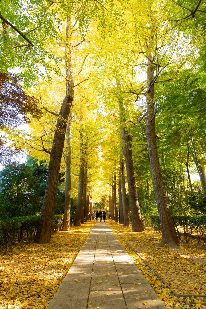 大田黒公園の画像 - 5枚目