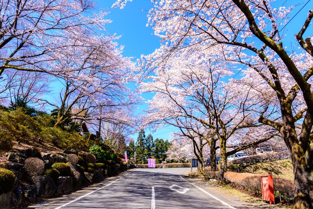 桜山公園の画像 - 4枚目