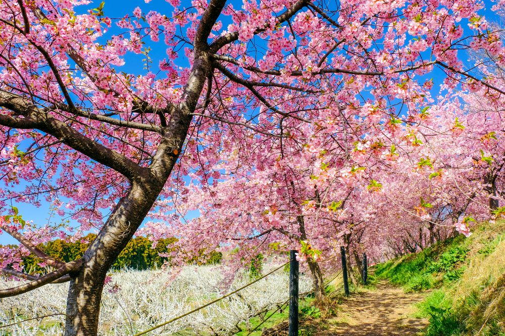 箕郷梅林の画像 - 2枚目