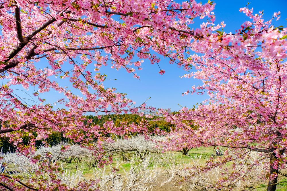 箕郷梅林の画像 - 3枚目