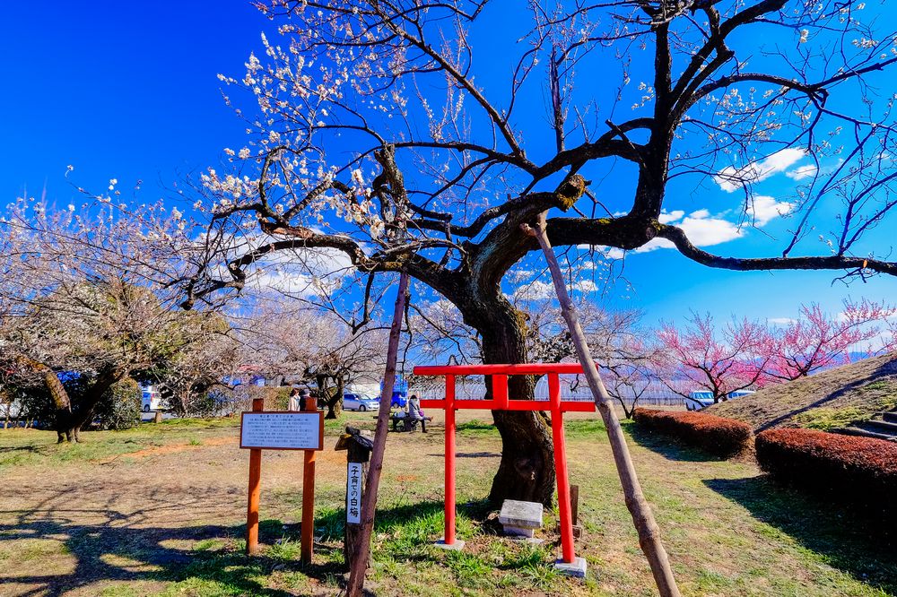 箕郷梅林の画像 - 5枚目