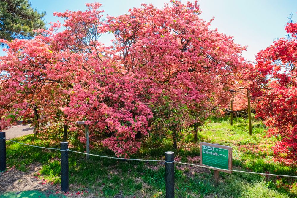 つつじが岡公園のツツジの画像 - 3枚目