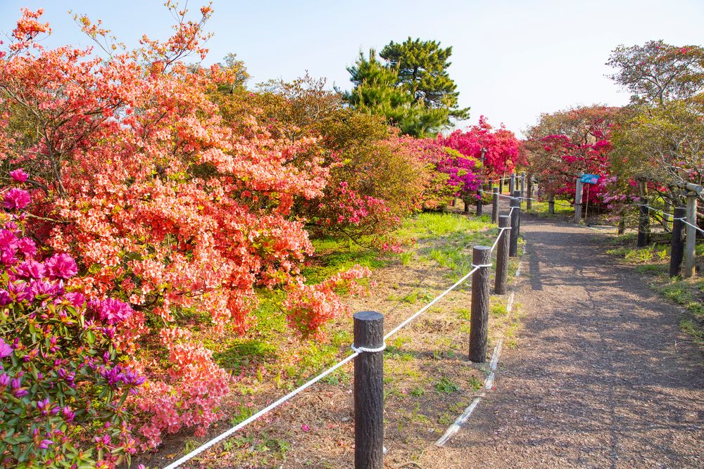 つつじが岡公園のツツジ】の周辺スポット・アクセス・口コミ - Prism Japan