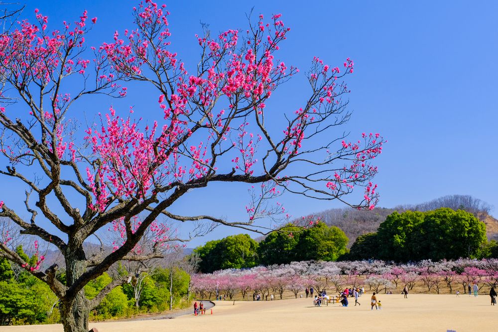 南公園の画像 - 3枚目