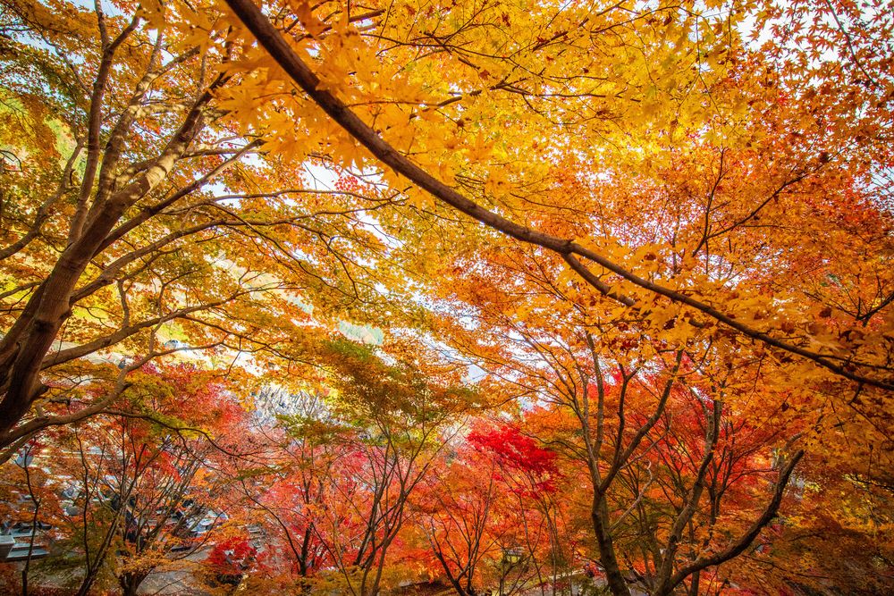 永源寺 もみじ寺の画像 - 5枚目