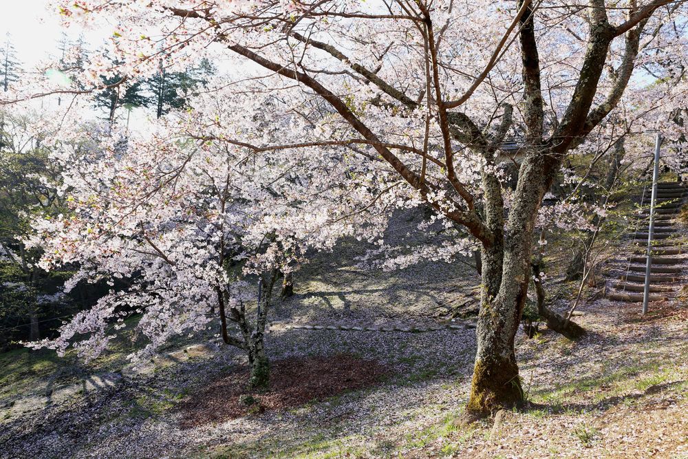 西山公園の画像 - 2枚目