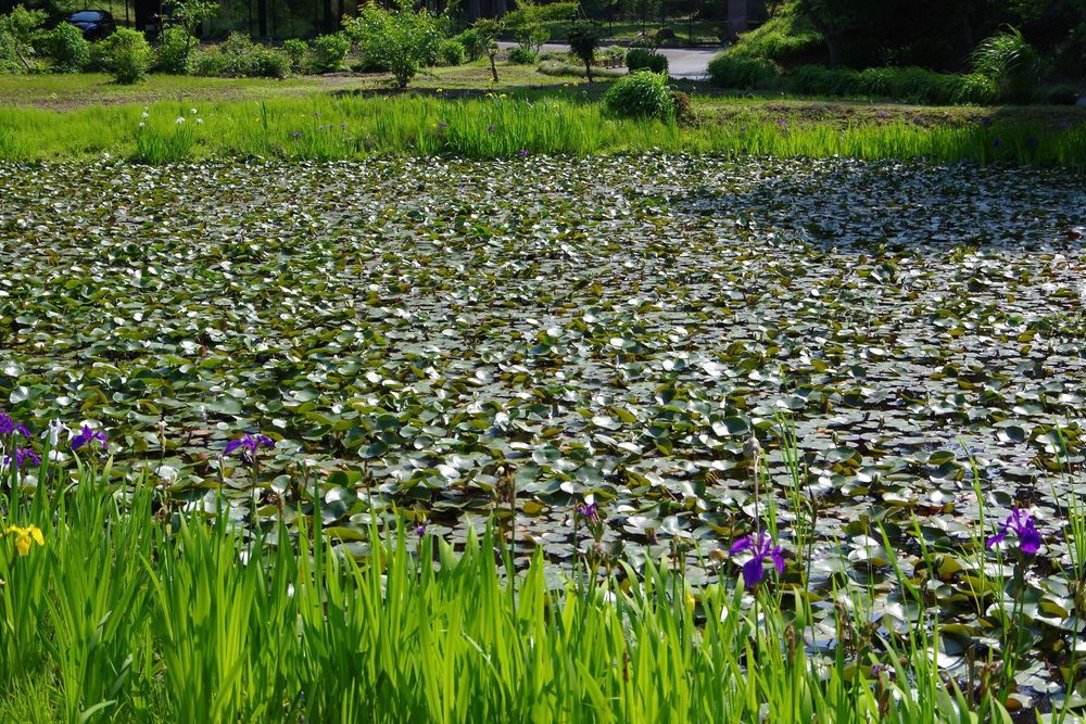 西山公園の画像 - 4枚目