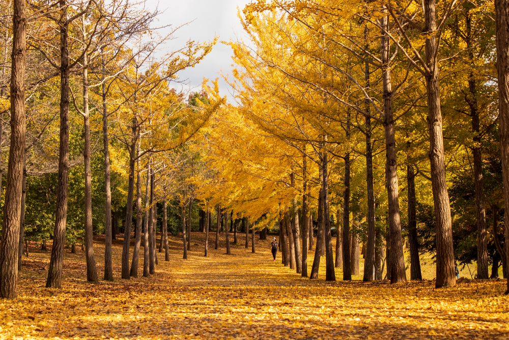 科学万博記念公園の画像 - 2枚目