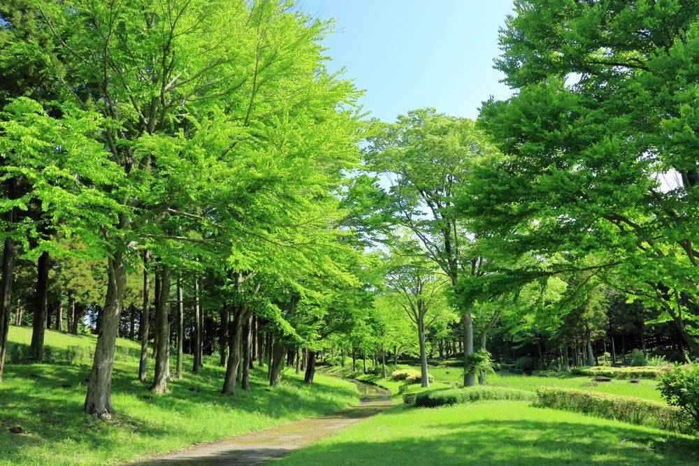 科学万博記念公園の画像 - 4枚目