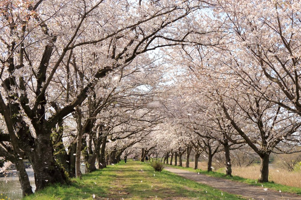 福岡堰の画像 - 2枚目
