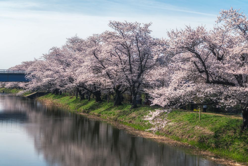 福岡堰の画像 - 5枚目