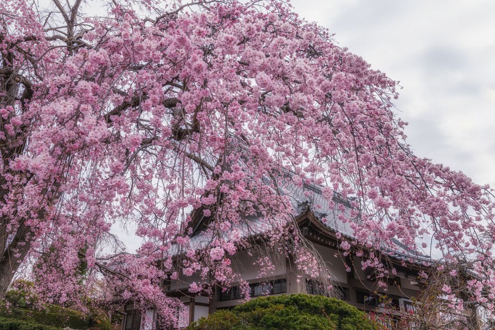 光明寺の画像 - 3枚目