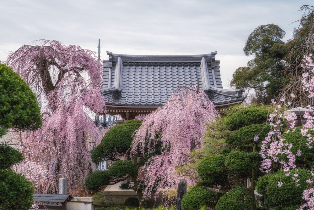 光明寺の画像 - 4枚目