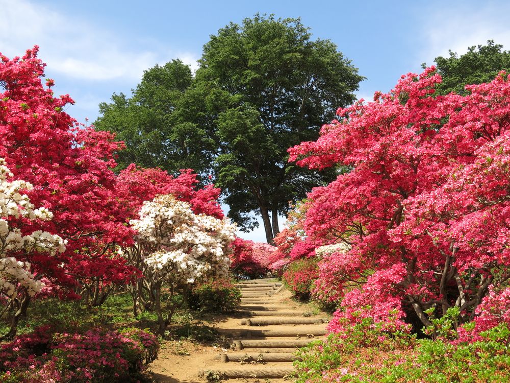 笠間つつじ公園の画像 - 2枚目