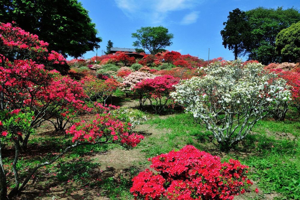 笠間つつじ公園