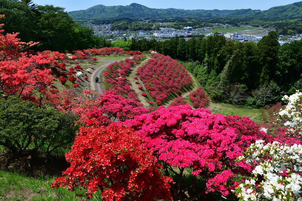 笠間つつじ公園の画像 - 4枚目
