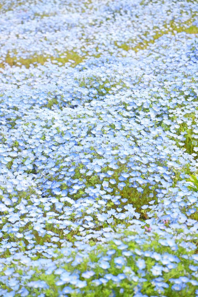 大阪まいしまシーサイドパークの画像 - 3枚目