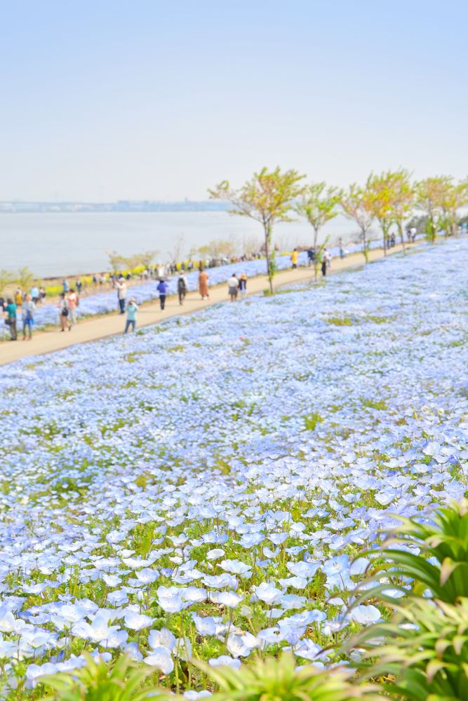 大阪まいしまシーサイドパークの画像 - 4枚目