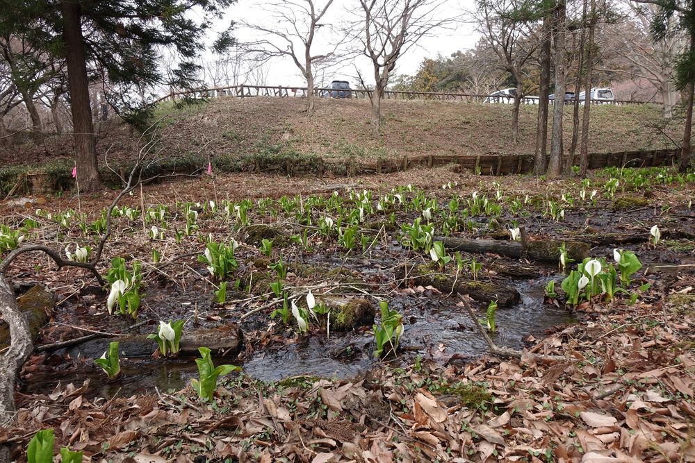 嶺公園の画像 - 2枚目