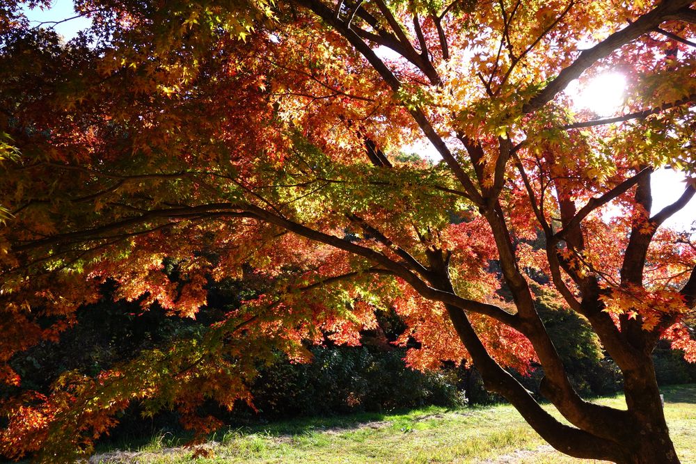 嶺公園の画像 - 5枚目