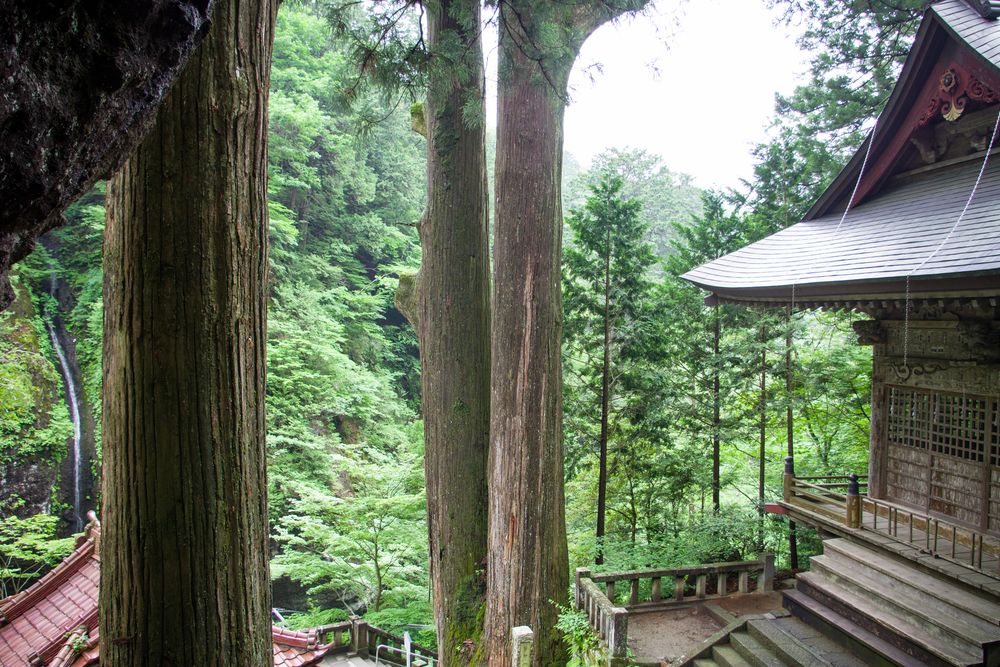 矢立杉(国指定天然記念物)の画像 - 4枚目