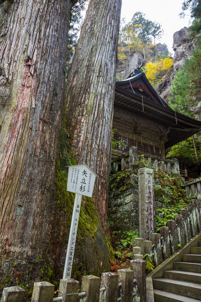 矢立杉(国指定天然記念物)