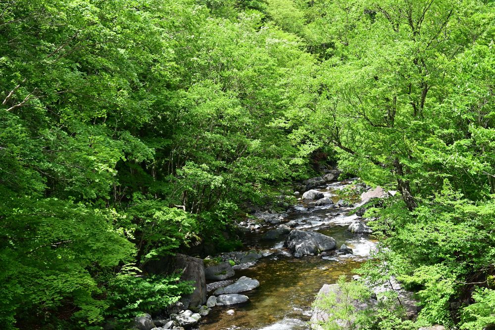 照葉峡の画像 - 4枚目