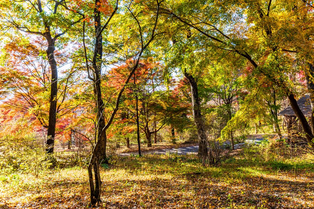 赤城自然園の画像 - 3枚目